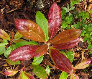 IMG_4223_Helli_Ever-02_Hellikki_x_Everred Most of the new leaves are green brown with dark red brown areas toward the apex. Useimmat uudet lehdet ovat vihertävänruskeita ja alueet lehden kärkeä kohden...