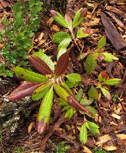 IMG_4400_Helli_Ever-02_Hellikki_x_Everred_1024px The green brown areas on the leaves change to green in July, and the dark red brown areas on the tips change to dark brown and stay "chocolate" brown until...