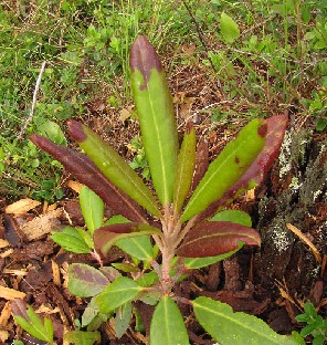 IMG_4404_Helli_Ever-02_Hellikki_x_Everred_1024px Another photo of the "chololate" brown tipped leaves. Toinen kuva "suklaan" ruskeista lehtien kärkialueista.