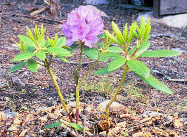 Ensimmäinen pieni 'Grandiflorum' taimi