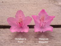 Kristian's Pink