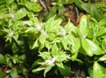 (Suopursu x cinnabarinum) taimella on erikoinen uusien lehtien kasvu