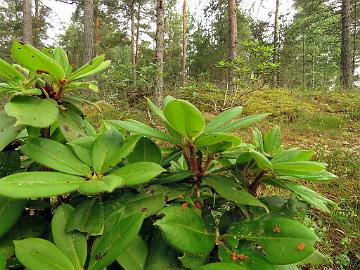 IMG_3061_maculiferum_RHS01176-05_2005-0914_Mod_1024px Rhododendron maculiferum