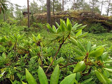 IMG_3065_anwheiense_2005-0692_Mod_1024px Rhododendron anwheiense