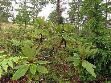 IMG_3101_watsonii_2005-0997_Mod_1024px Rhododendron watsonii