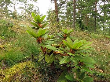 IMG_3195_longesquamatum_2002-0164_Mod_1024px Rhododendron longesquamatum