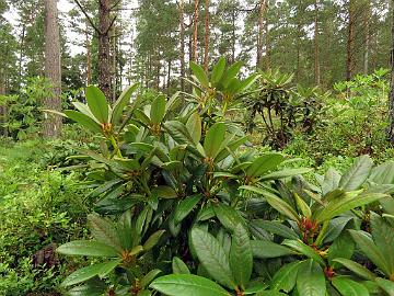 IMG_3219_aganniphum_2002-0083_Mod_1024px Rhododendron aganniphum