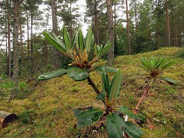 IMG_5735_nakotiltum_2011-1582_Mod_1024px Rhododendron nakotiltum