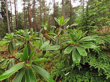 IMG_7198_fortunei_2005-0900_Mod_1024px Rhododendron fortunei