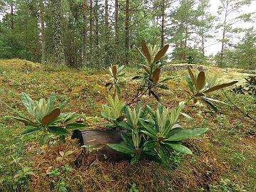 IMG_7220_degronianum_ssp_heptamerum_Ho_Emma_Mod_1024px Rhododendron degronianum ssp. heptamerum 'Ho Emma'