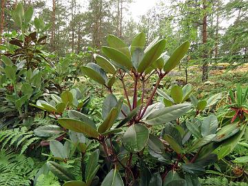 IMG_7271_campanulatum_2002-0139_Mod_1024px Rhododendron campanulatum