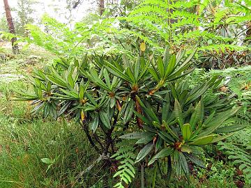 IMG_7280_alutaceum_var_iodes_2009-1746_Mod_1024px Rhododendron alutaceum var. iodes