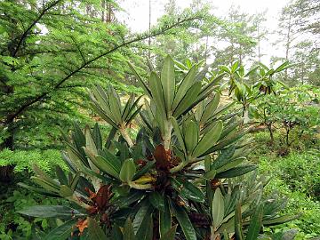 IMG_7302_alutaceum_var_russotinctum_2007-1073_Mod_1024px Rhododendron alutaceum var. russotinctum