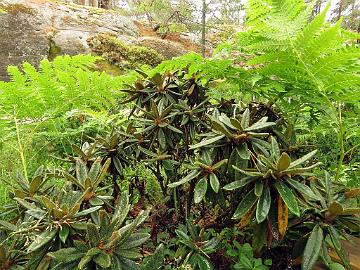 IMG_7335_recurvoides_2004-0330_Mod_1024px Rhododendron recurvoides