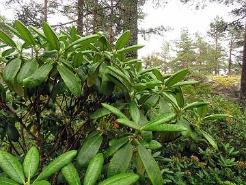 IMG_7337_brachycarpum_var_tigerstedtii_2001-0026_Mod_1024px Rhododendron brachycarpum ssp. tigerstedtii