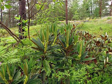 IMG_7878_adenogynum_Mod_1024px Rhododendron adenogynum