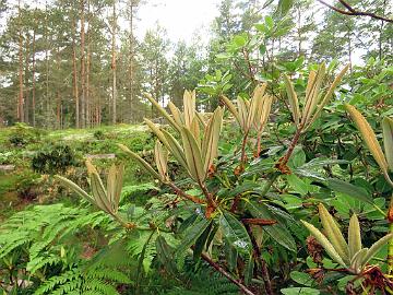 IMG_8795_degronianum_ssp_heptamerum_var_hondoense_f_micranthum_2007-1162_Mod_1024px Rhododendron degronianum ssp. heptamerum var. hondoense f. micranthum