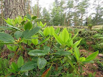 IMG_8799_macrophyllum_2002_0165_Mod_1024px Rhododendron macrophyllum