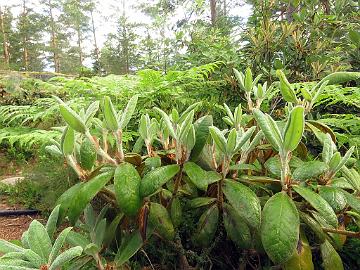 IMG_8803_bureavioides_2003-0207_Mod_1024px Rhododendron bureavioides