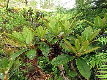 IMG_8811_taliense_2004-0351_Mod_1024px Rhododendron taliense