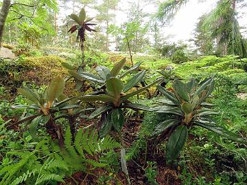 IMG_8815_roxieanum_var_cucullatum_2009-2063_Mod_1024px Rhododendron roxieanum var. cucullatum