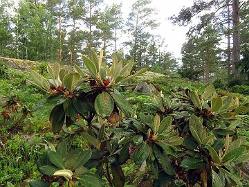 IMG_8817_wasonii_2010-2207_Mod_1024px Rhododendron wasonii