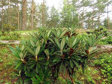 IMG_8821_globigerum_2009-1744_Mod_1024px Rhododendron alutaceum var. globigerum