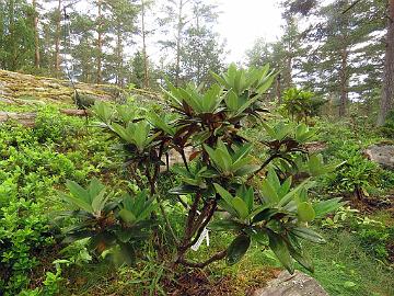 IMG_8826_taliense_2010_2206_Mod_1024px Rhododendron taliense