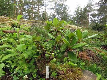 IMG_8830_campanulatum_ssp_aeruginosum_2010-2056_Mod_1024px Rhododendron campanulatum ssp. aeruginosum