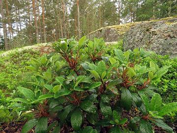 IMG_8838_sanguineum_ssp_haemaleum_2017-0198_Mod_1024px Rhododendron sanguineum ssp. sanguineum var. haemaleum