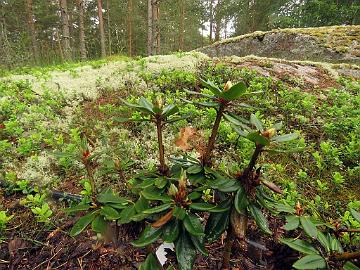 IMG_8840_pseudochrysanthum_2017-0210_Mod_1024px Rhododendron pseudochrysanthum