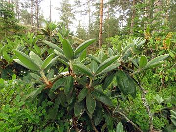 IMG_8852_bureavii_2005-0865_Mod_1024px Rhododendron bureavii