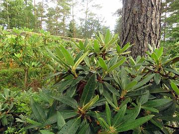 IMG_8856_traillianum_2002-0195_Mod_1024px Rhododendron traillianum