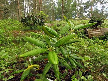 IMG_8866_brachycarpum_Ullung_2013-0922_Mod_1024px Rhododendron brachycarpum ssp. ulleungense