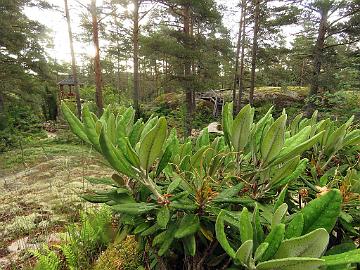 IMG_8872_smirnowii_kalliolla_2003-0404_Mod_1024px Rhododendron smirnowii