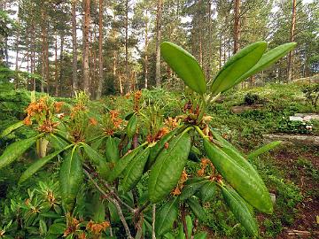 IMG_8874_brachycarpum_var_fauriei_2005-0839_Mod_1024px Rhododendron brachycarpum var. fauriei