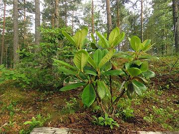 IMG_8890_prattii_2005-0943_Mod_1024px Rhododendron prattii