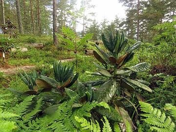 IMG_8898_clementinae_2012-0842_Mod_1024px Rhododendron clementinae