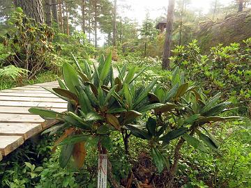 IMG_8902_balfourianum_2007-1079_Mod_1024px Rhododendron balfourianum