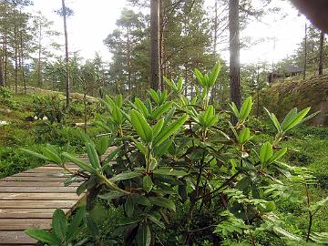 IMG_8904_rufum_2007-1213_Mod_1024px Rhododendron rufum