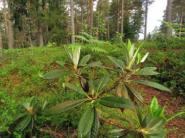 IMG_8908_insigne_2007_1194_Mod_1024px Rhododendron insigne