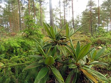 IMG_8912_balfourianum_var_aganniphoides_2002-0101_Mod_1024px Rhododendron balfourianum var. aganniphoides