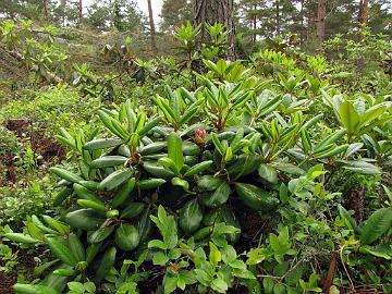 IMG_9880_brachycarpum_var_roseum_dwarf_Mod_1024px Rhododendron brachycarpum var. roseum