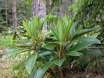 P6193482_nigroglandulosum_Mod_1024px Rhododendron nigroglandulosum