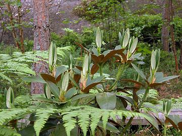 P6193483_sphaeroblastum_Mod_1024px Rhododendron sphaeroblastum