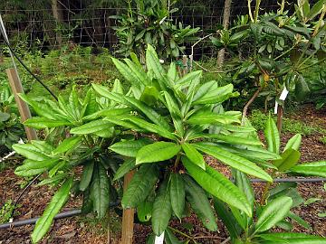 IMG_0112_Mikkeli_x_strigillosum_02_TB01_1024px 'Mikkeli' x strigillosum (MikkStrig-02), dense growth habit. Still to be tested on plant field.