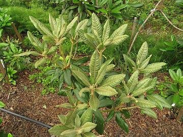 IMG_0115_Pekka_x_Hydon_Velvet_03_TB01_1024px 'Pekka' x 'Hydon Velvet' (PekkHydV-03), strongly textured leaves with nice indumentum. Still to be tested on plant field.