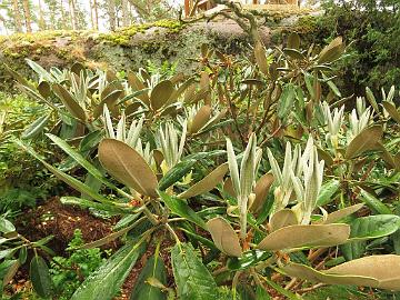 IMG_0128_Great_Dane_new_growth_1024px Rhododendron 'Great Dane'