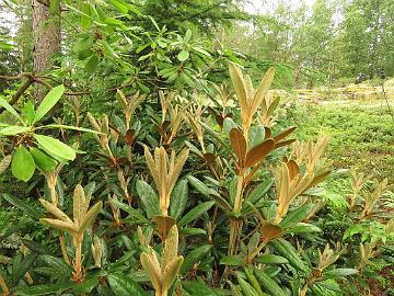 IMG_0135_Hydon_Velvet_new_growth_1024px Rhododendron 'Hydon Velvet'