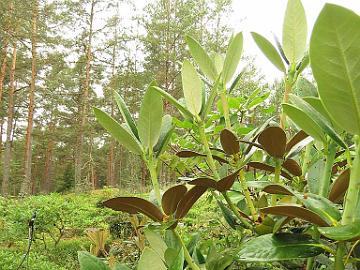 IMG_0136_spaheroblastum_new_growth_1024px Rhododendron sphaeroblastum